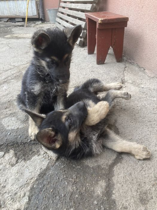Продам цуценят Німецької вівчарки Умань