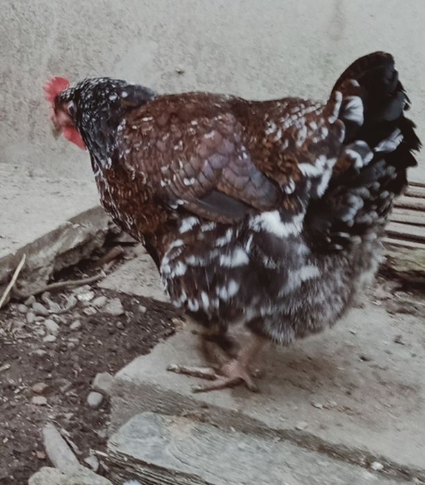 Кури лівенські ситцеві. Курчата .Інкубаційні яйця .