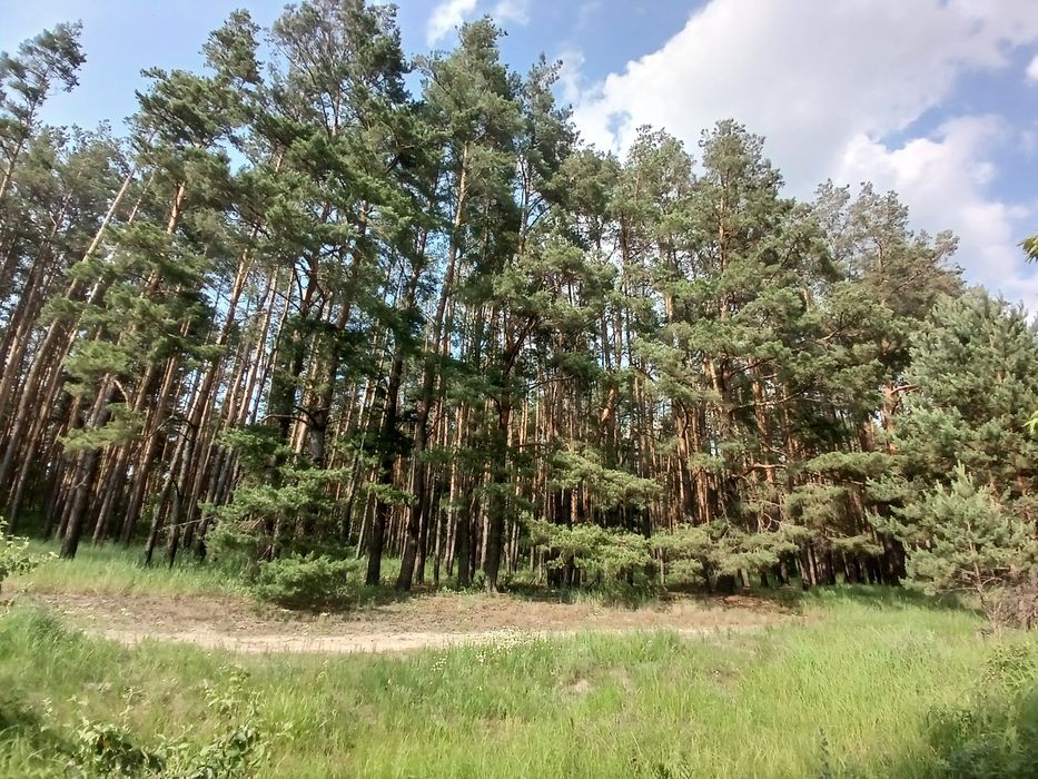 125 соток з соснами, власна водойма, прямий вихід до лісу Мотижин