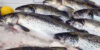 Sprzedam łososia świeżego