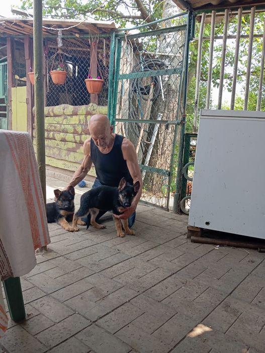 Шикарные девочки стандарт