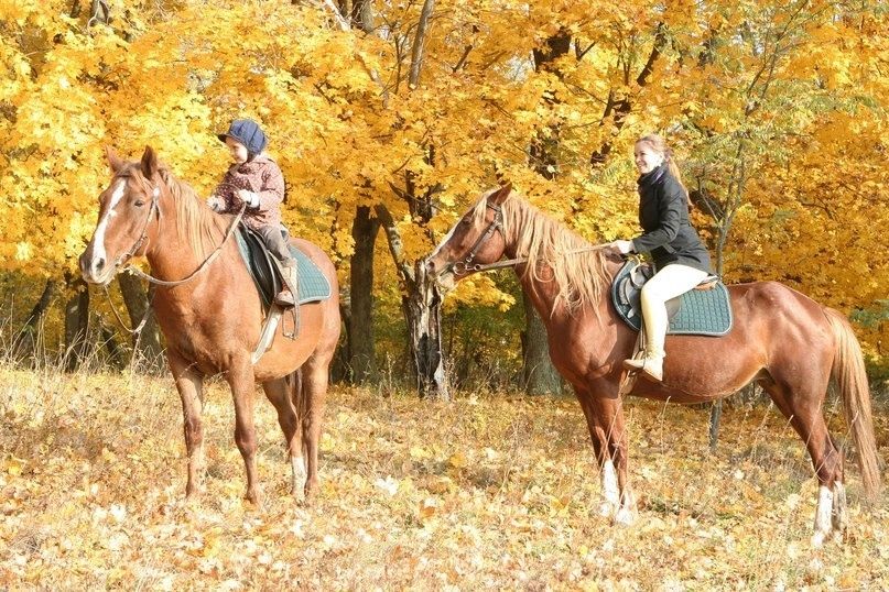 Кінні прогулянки Харків, верховая езда, конные прогулки Харьков