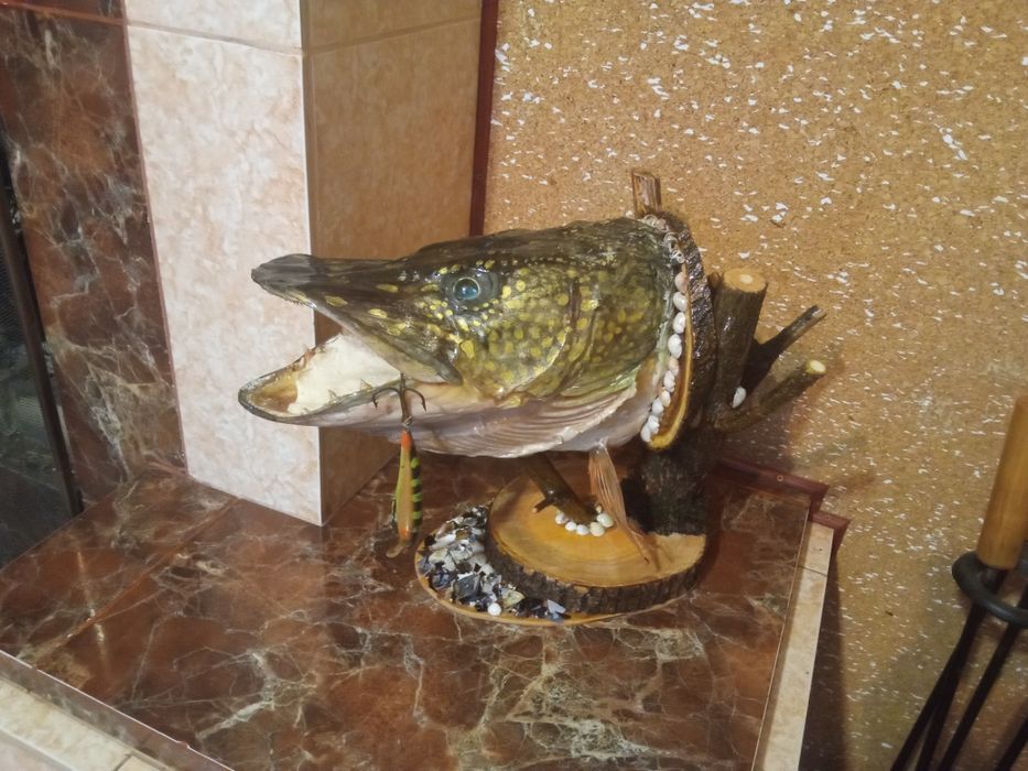 Чучело рыбы "Щука"