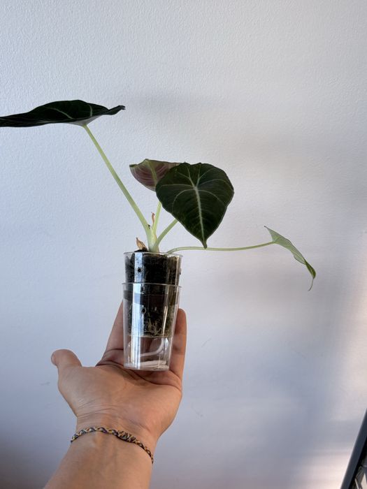 Alocasia Black Velvet