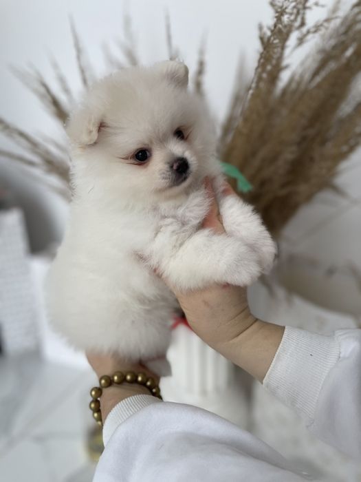 Міні-принци та принцеси Померанські шпіци чекають на свої сімї