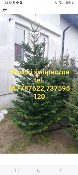 Choinki jodła kaukaska, świerk srebrny.