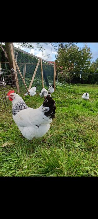 Jaja lęgowe kury Sussex wyandotte Marans kaczka Biegus