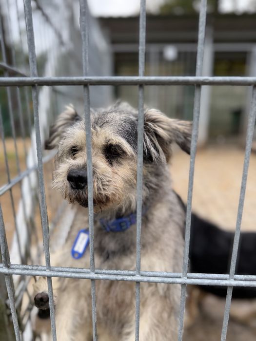mały psiak do adopcji