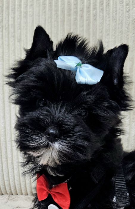 Cudowny Mega Piękny York Black - Cudo z Rodowodem.