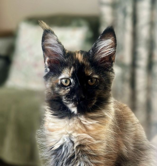 Czarna szylkretka Maine Coon