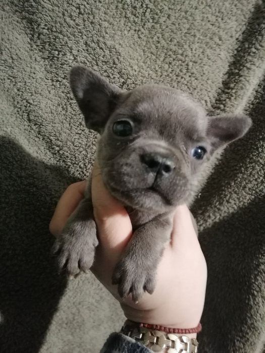 Чарівні французи розумні, та милі