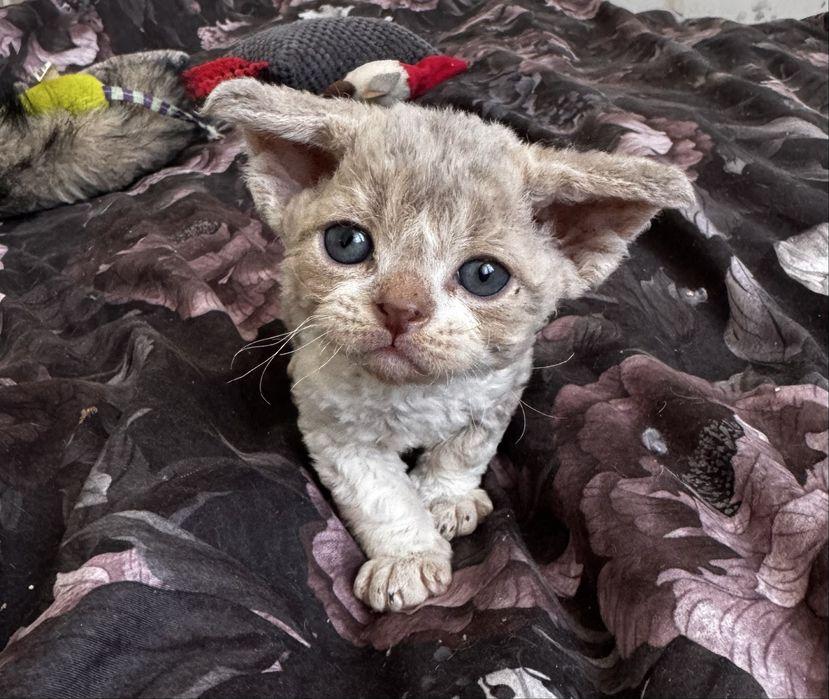 Into The Blue - sliczny kocurek Devon Rex WCF