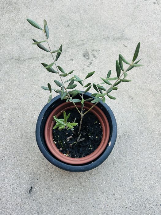 Oliveira em vaso