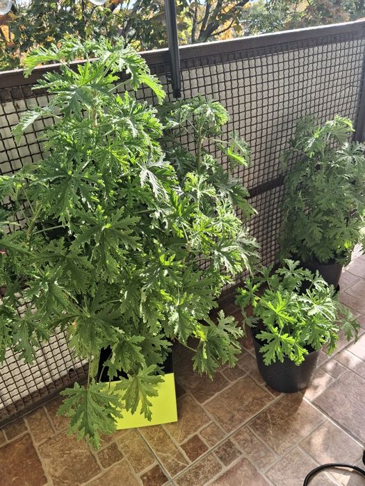 Kwiaty geranium anginka