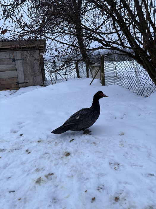 Продам качки, шипуни