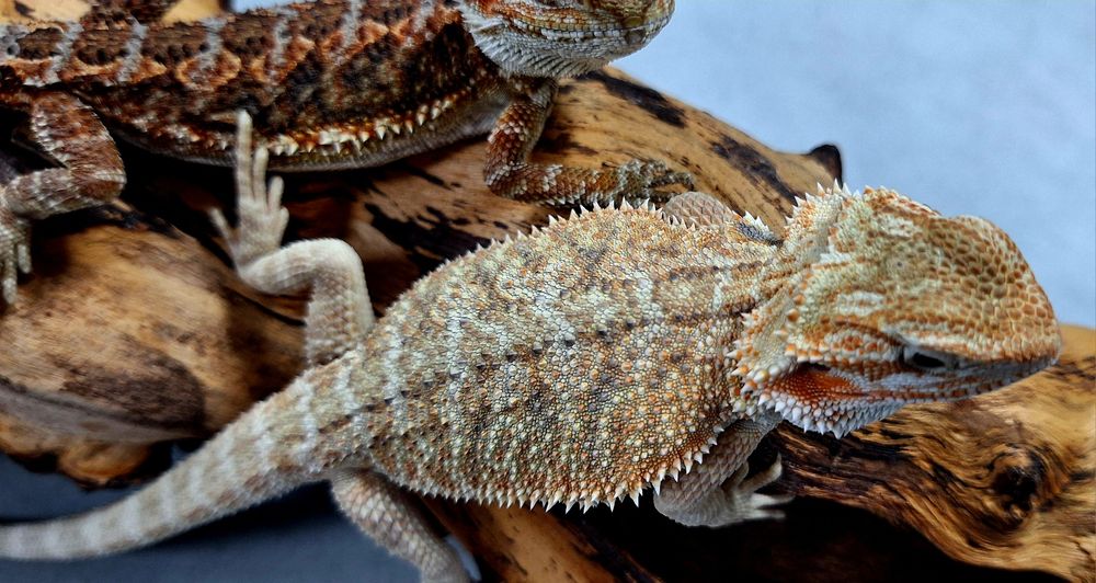 Agama brodata młode samice.