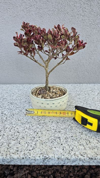 Pré bonsai Coprosma