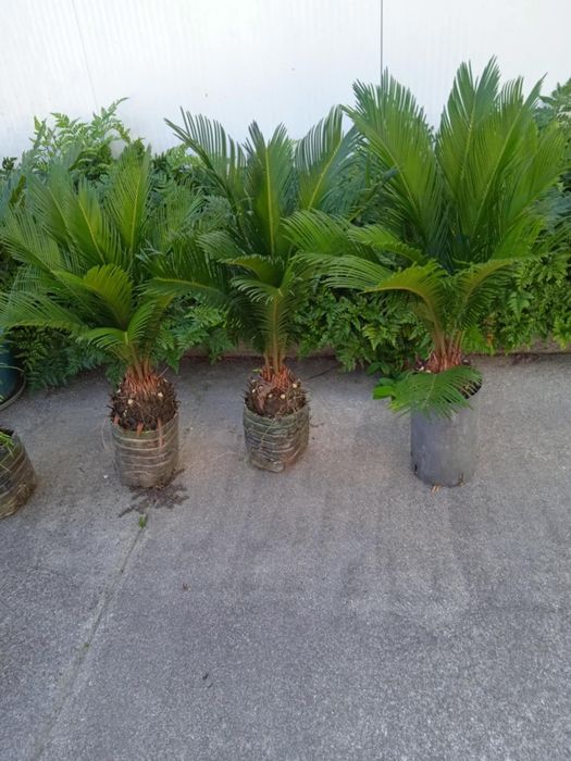 Vendo sicas bonitas para jardim
