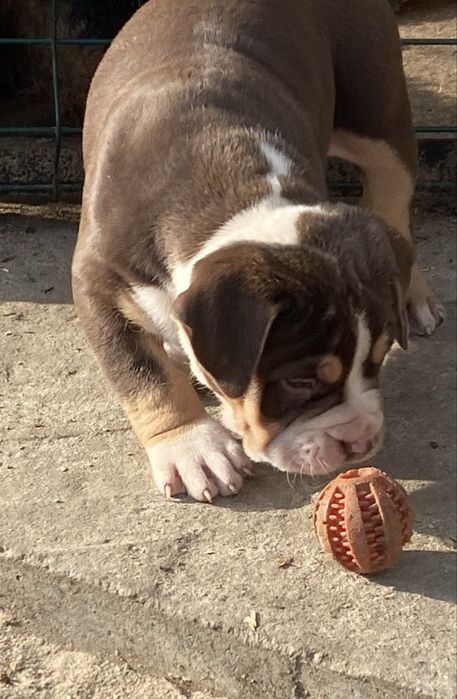 Американский булли стандарт хл