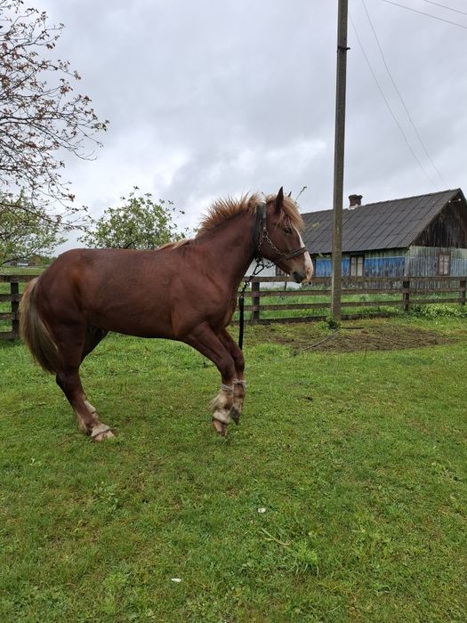 Продається  жеребець