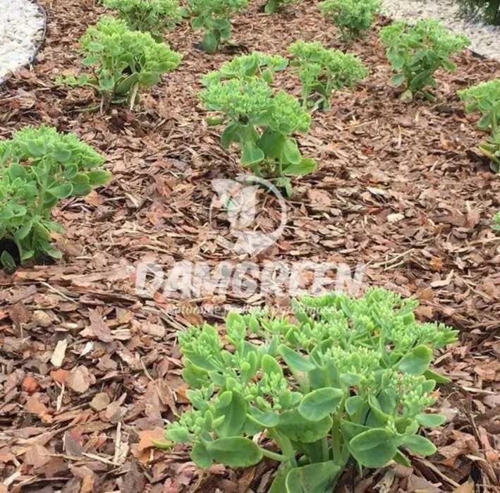 Kora Sosnowa 80L Transport Gratis