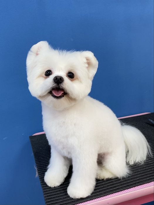 Курси Грумінгу Дніпро