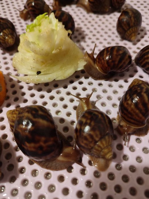 Віддам  равликів ахатин в хороші руки