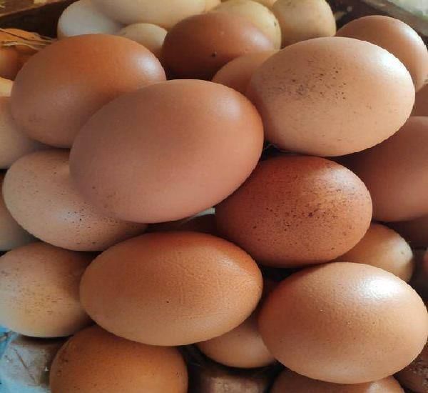 Ovos biológicos criados ao ar livre