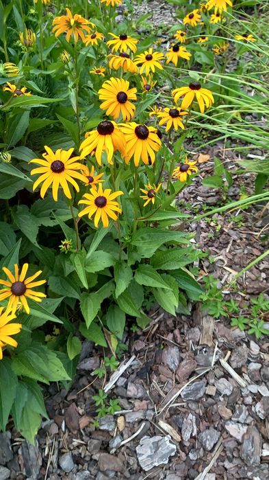 Rudbekia błyskotliwa niska