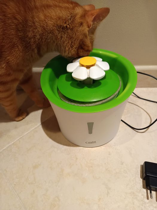 Fonte de água para gato