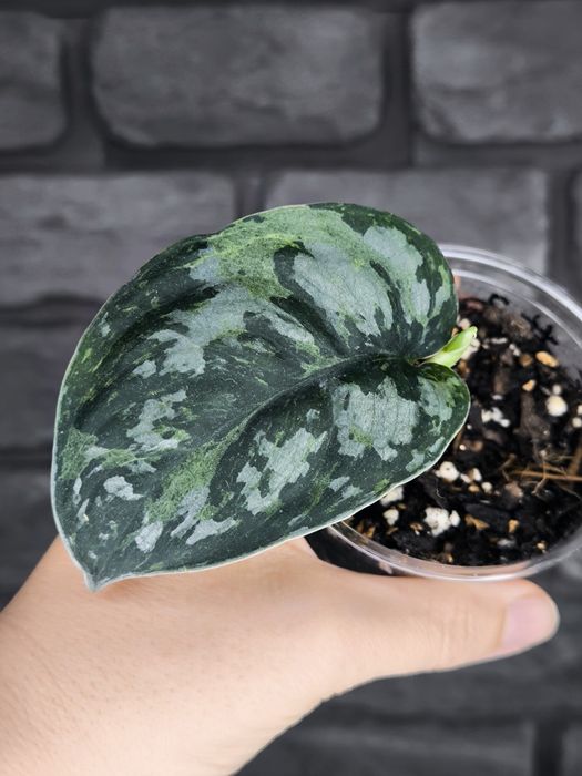 Scindapsus Mejile #3