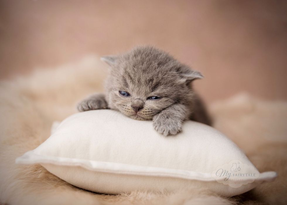 Gatinho British Shorthair