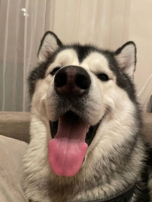 Вязка Маламут красавчик