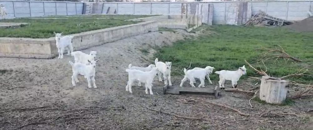 Козачки Заененськая