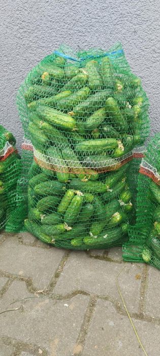 Ogórki gruntowe ekologiczne bez oprysków