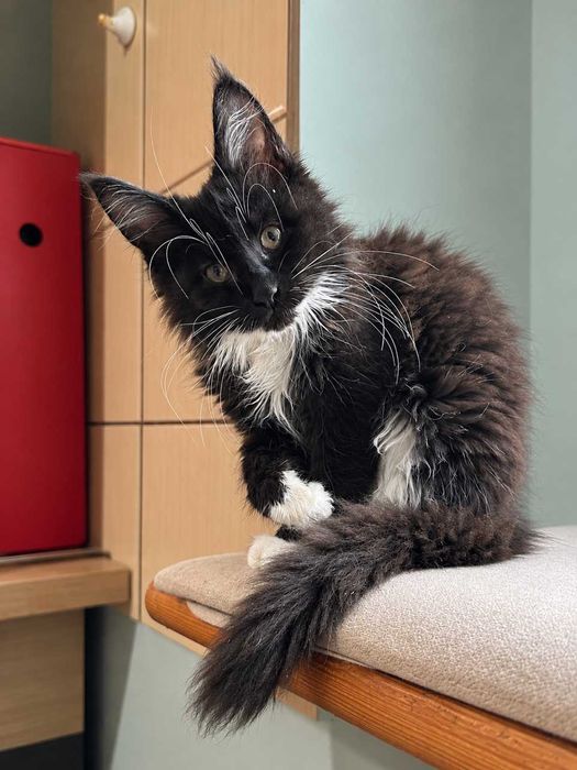 ROZI – czarno-biała kotka Maine Coon FPL – Wrocław