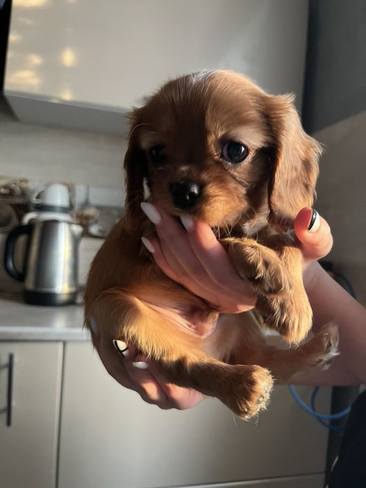 Цуценята Кавалер Кінг Чарльз спаніель