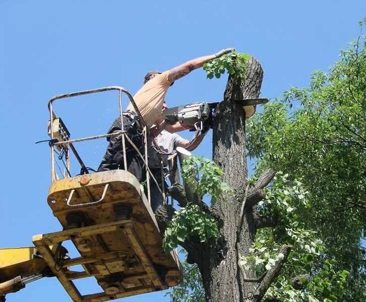 Спил та обрізка дерев будь-якої складності