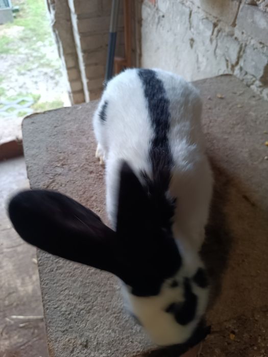 Samiec, samczyk srokacz niemiecki