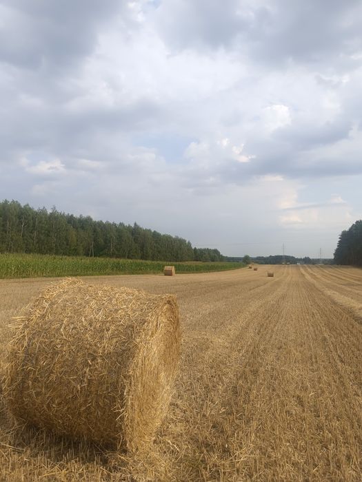 Słoma pszenżytnia