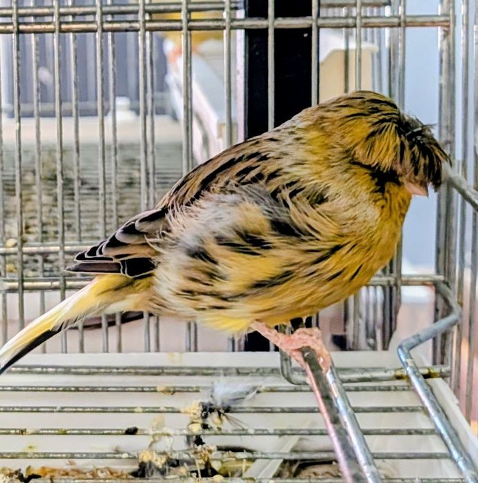 Canários Gloster