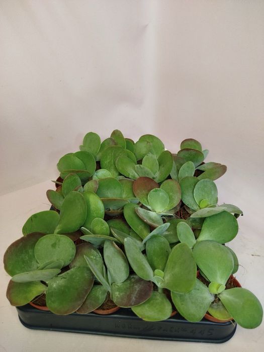 Антуріум,селагінела,хойя,драцена,шефлера,каланхоє