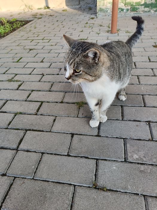Котик шукає люблячу сім'ю