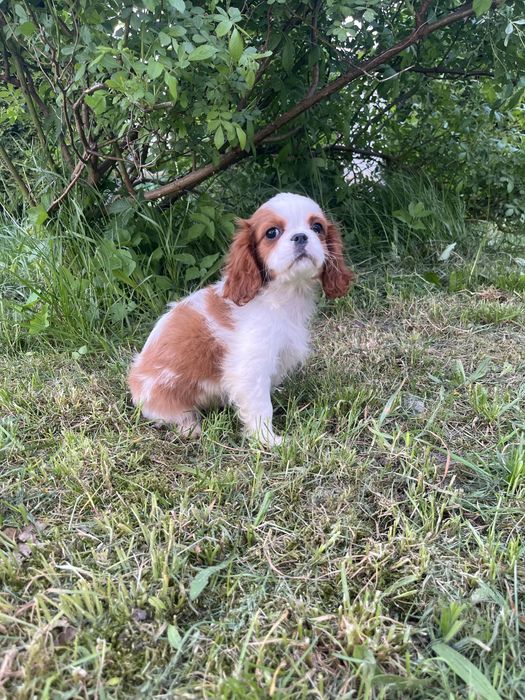 Szczeniak Cavalier King Charles Spaniel