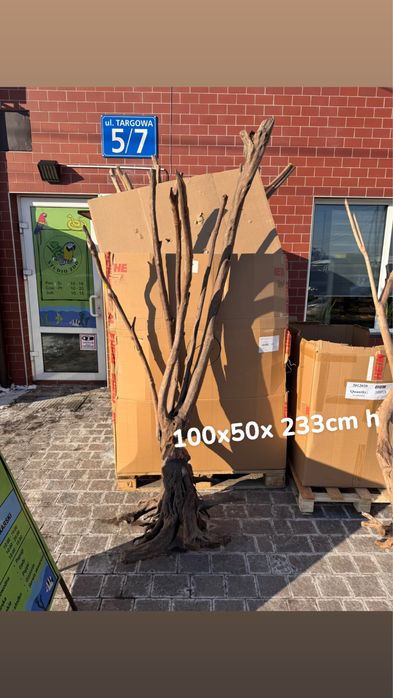 Korzen stump wood XXXL