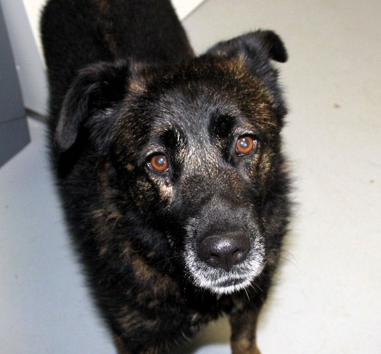 Your loyal Mountain Queen: Serra da Estrela/ German Shepherd Mix