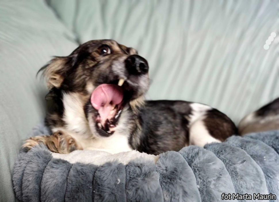 MEGI - malutka, słodka i delikatna sunia do adopcji