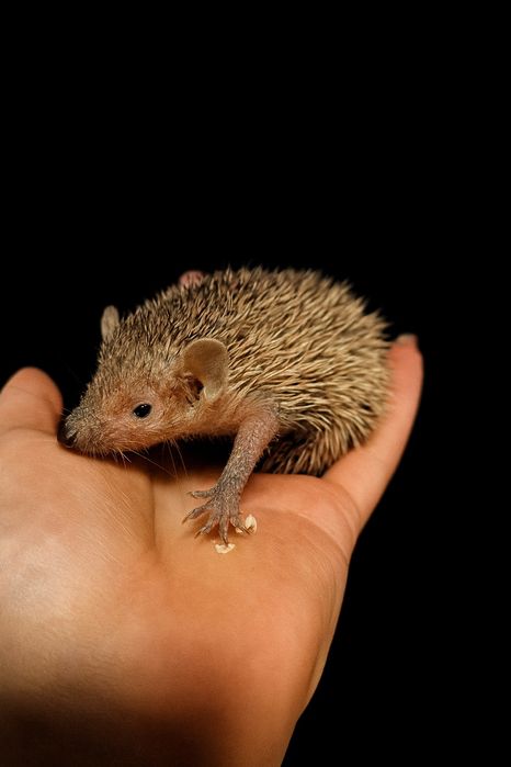 Tenreczynek jeżowaty Echinops telfairi, nie jeż, mini