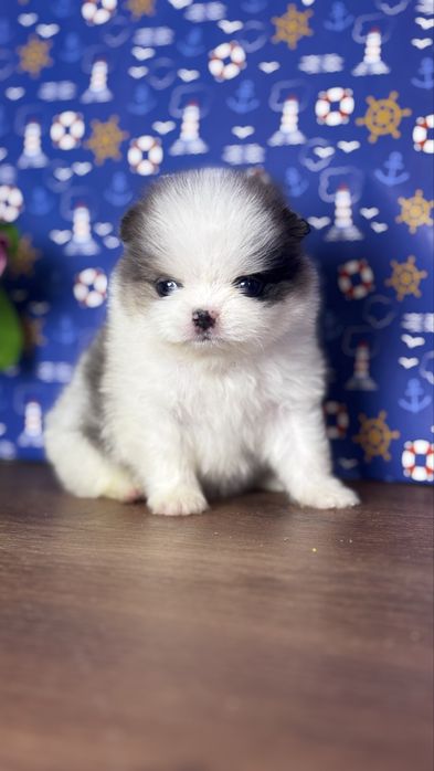 Екслюзивний блакитноокий  ведмедик