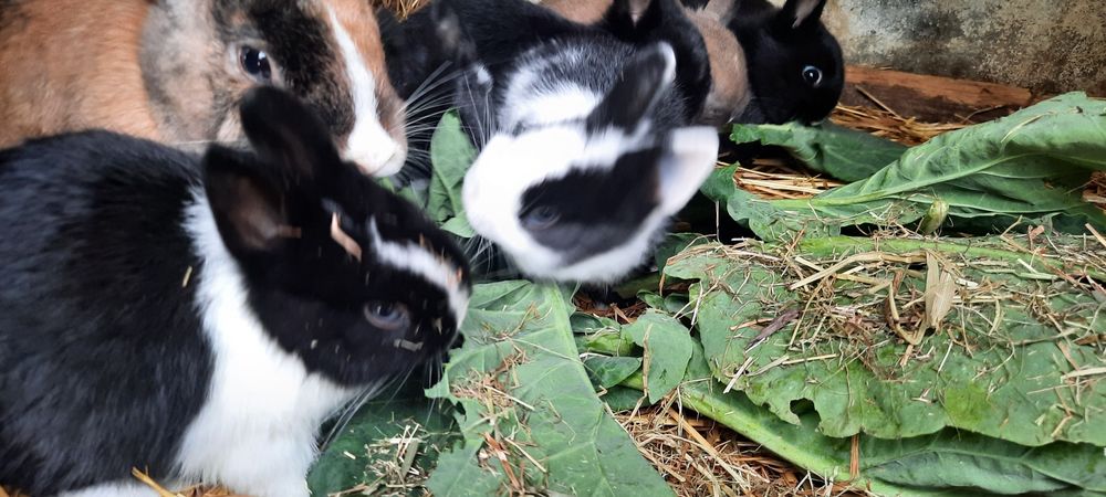 Coelhinhos Netherland Dwarf/anao holandês